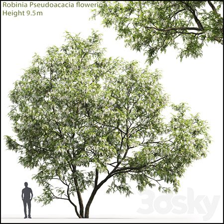 白相思树植物素材之家精选3D模型