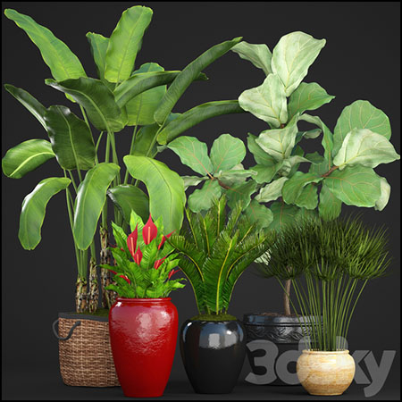 香蕉树和棕榈绿色植物素材之家精选3D模型