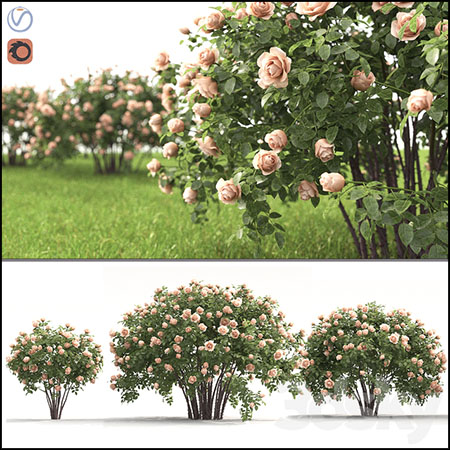 玫瑰花丛素材之家精选3D模型