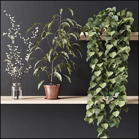 现代藤蔓植物和盆栽素材之家精选3D模型