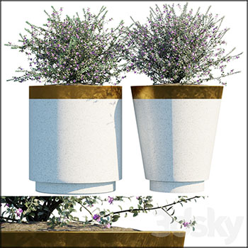花盆中的白花锦葵素材之家精选3D模型