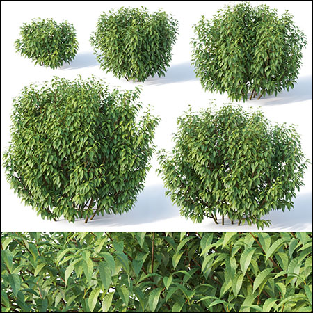 5个连翘灌木植物素材之家精选3D模型