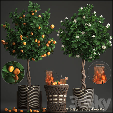 柑橘树桔子树和藤编桌花卉盆栽植物素材之家精选3D模型