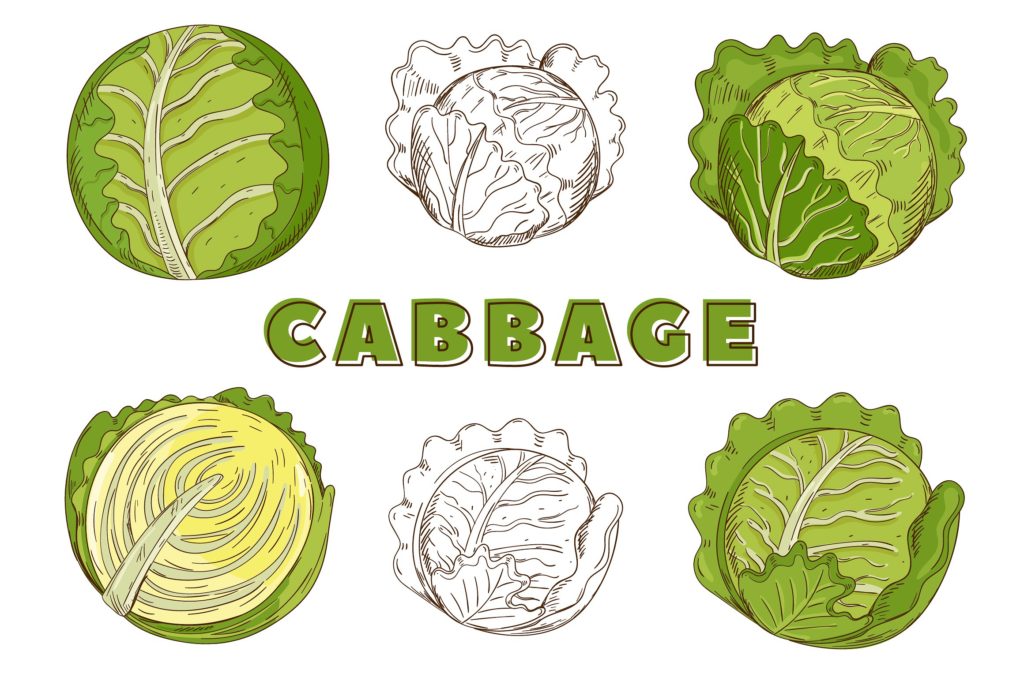 复古风格手绘矢量蔬菜素材打包下载[ai,psd,eps,png,jpg]插图(9)