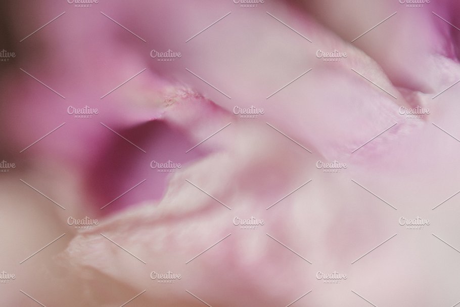 植物花卉特写镜头高清照片素材 Organic 2插图(12)