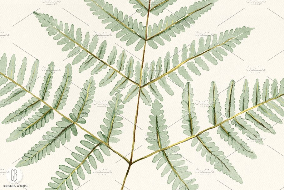 蕨类植物水彩画素材 Watercolor fern art插图(2)