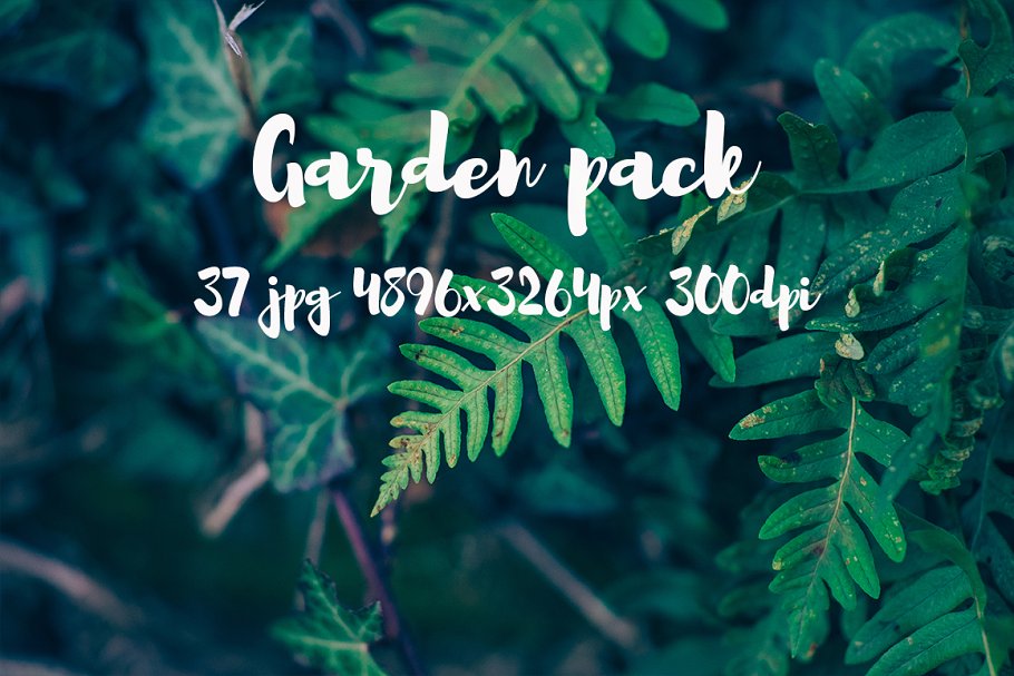花园花卉植物高清照片素材 Garden photo Pack III插图(17)