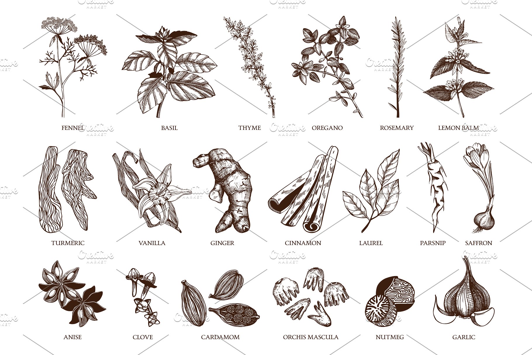 厨房香料及香草矢量插画 Vector Kitchen Spice & Herbs Set插图(5)