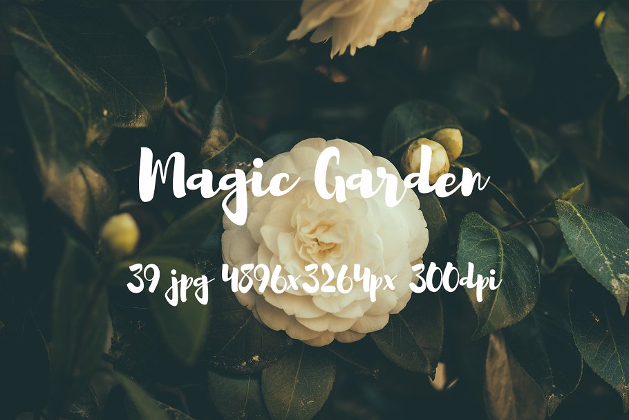 秘密花园花卉植物高清照片素材 Magic Garden photo pack插图(9)