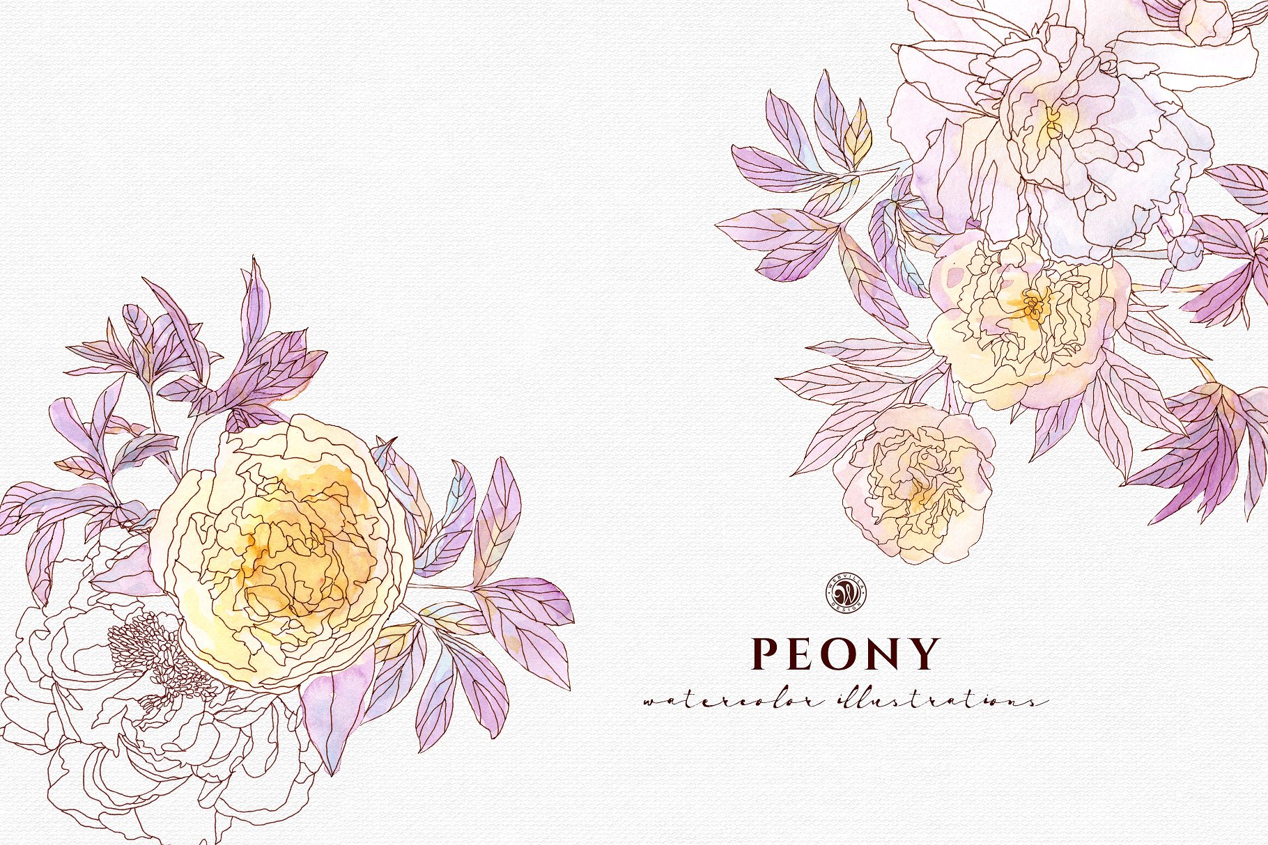 淡雅牡丹花手绘水粉画插画 Peony Flowers插图(5)