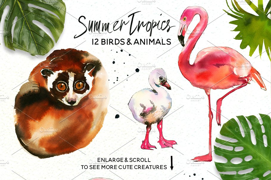 热带水彩花卉超级素材包[1.92GB] Tropic Watercolor Flowers & Animals插图(4)
