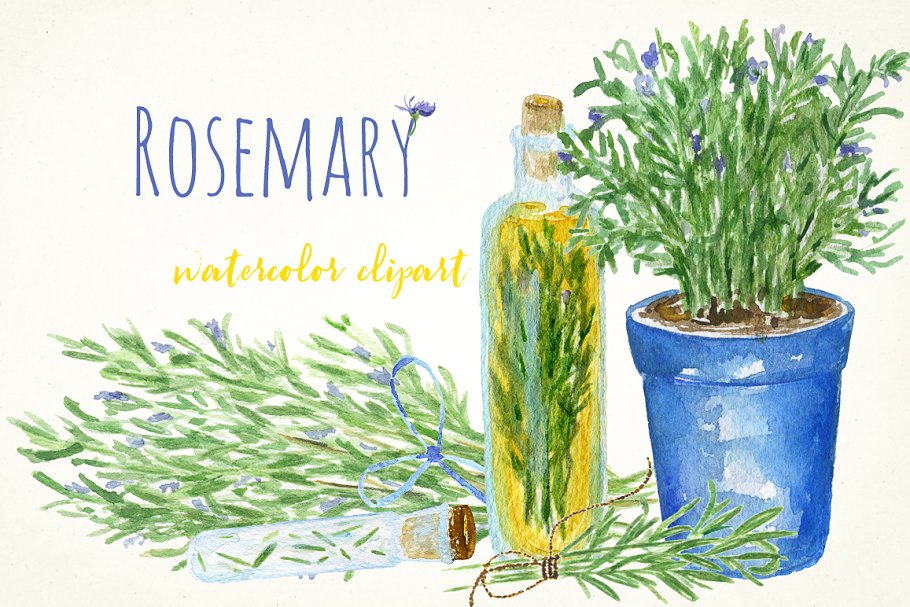浪漫水彩手绘迷迭香剪贴画合集 Rosemary. Watercolor clip art.插图(4)