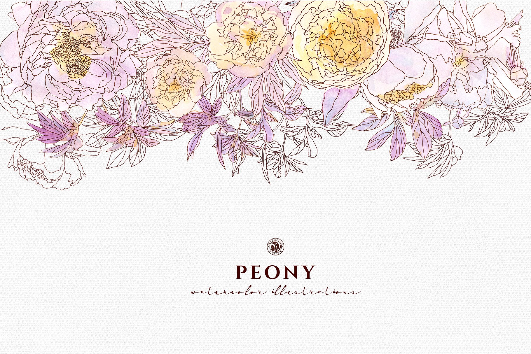 淡雅牡丹花手绘水粉画插画 Peony Flowers插图(3)