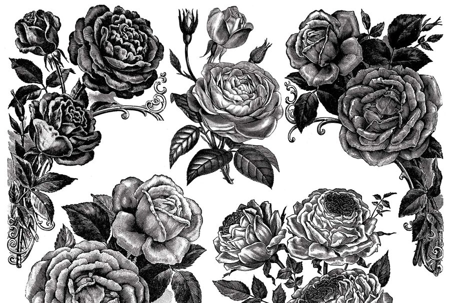 复古冷艳手绘玫瑰矢量插画 Vintage Rose Vector Graphics插图(2)