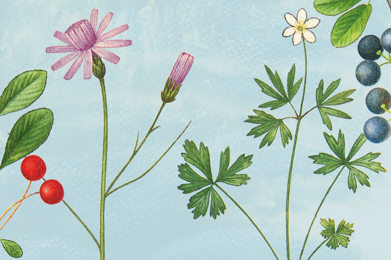 古籍书本植物手绘插画PNG素材v2 Vintage Botanical Illustrations Vol.2插图(1)