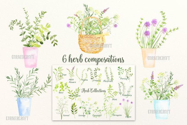 绿色草本植物水彩剪贴画插画合集 Watercolor Herb Collection插图(2)