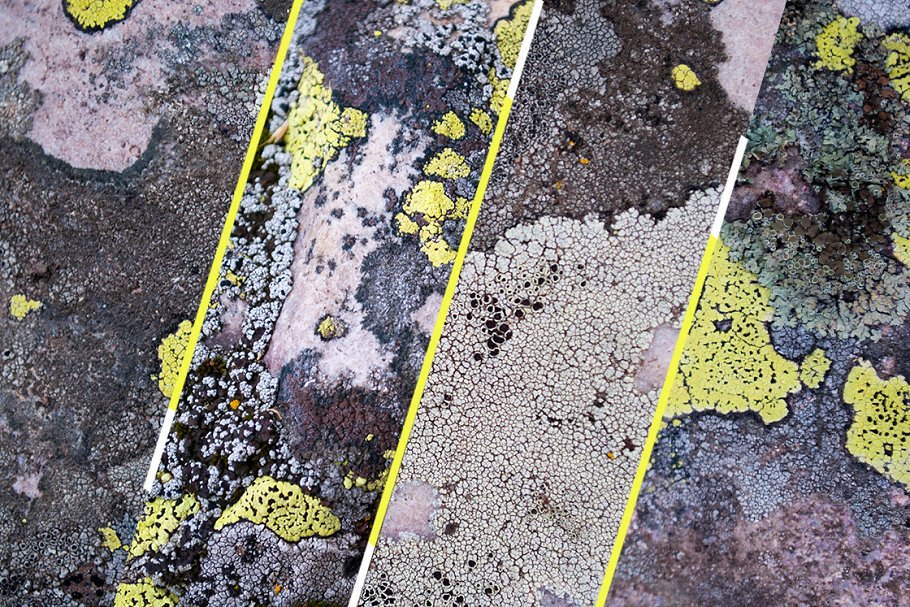 36款地衣苔藓实景纹理 36 Lichen Textures插图(3)