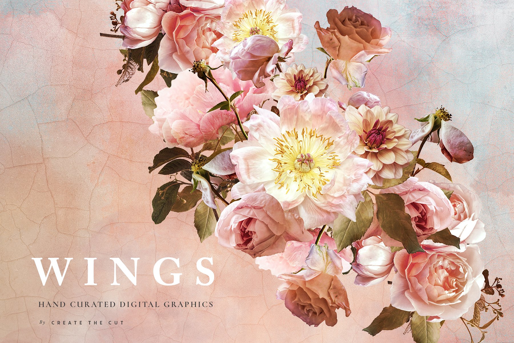 数字手绘粉色绽放牡丹插画 Digital Flower Clip Art – Wings插图