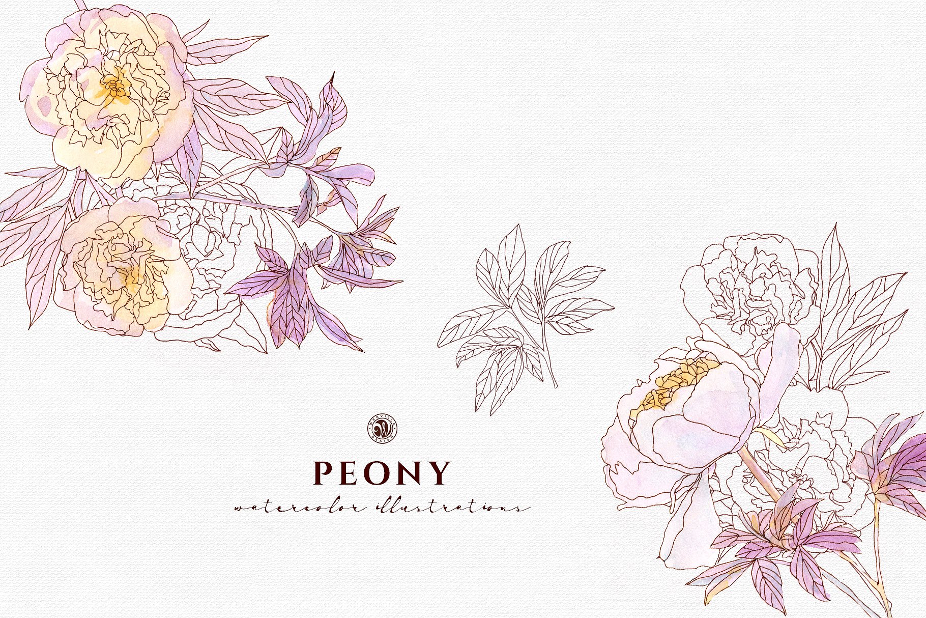 淡雅牡丹花手绘水粉画插画 Peony Flowers插图(6)