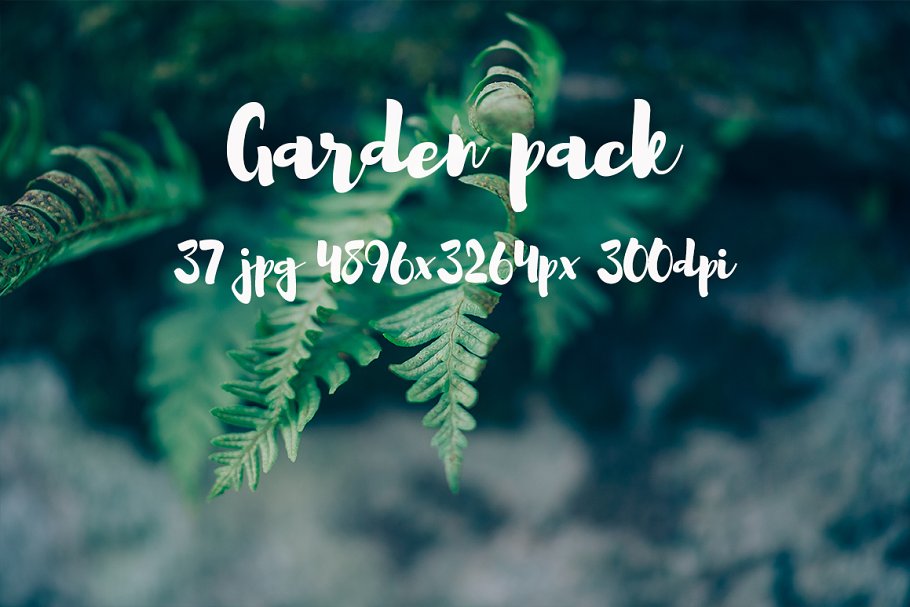 花园花卉植物高清照片素材 Garden photo Pack III插图(15)