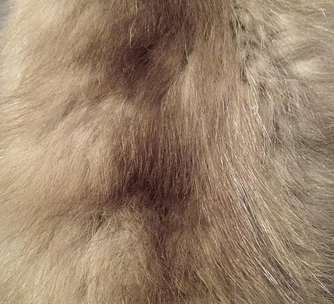 粉尘、金箔及动物毛发纹理图案 Dusty Plum & Mink Textured Patterns插图(4)