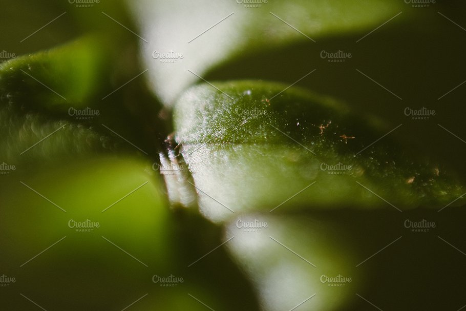 植物花卉特写镜头高清照片素材 Organic 2插图(6)