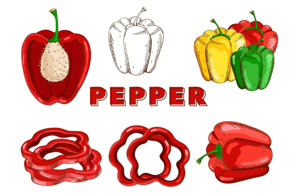 复古风格手绘矢量蔬菜素材打包下载[ai,psd,eps,png,jpg]插图(7)