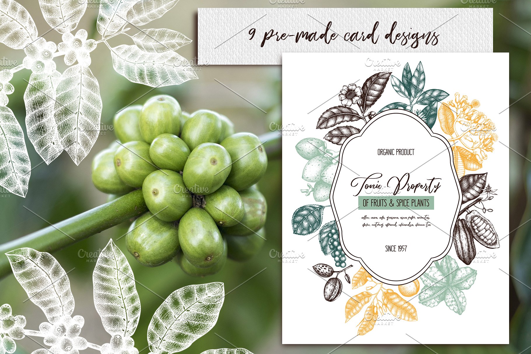 滋补辛辣植物素描矢量图形 Tonic & Spicy Plants Sketch Set插图(3)