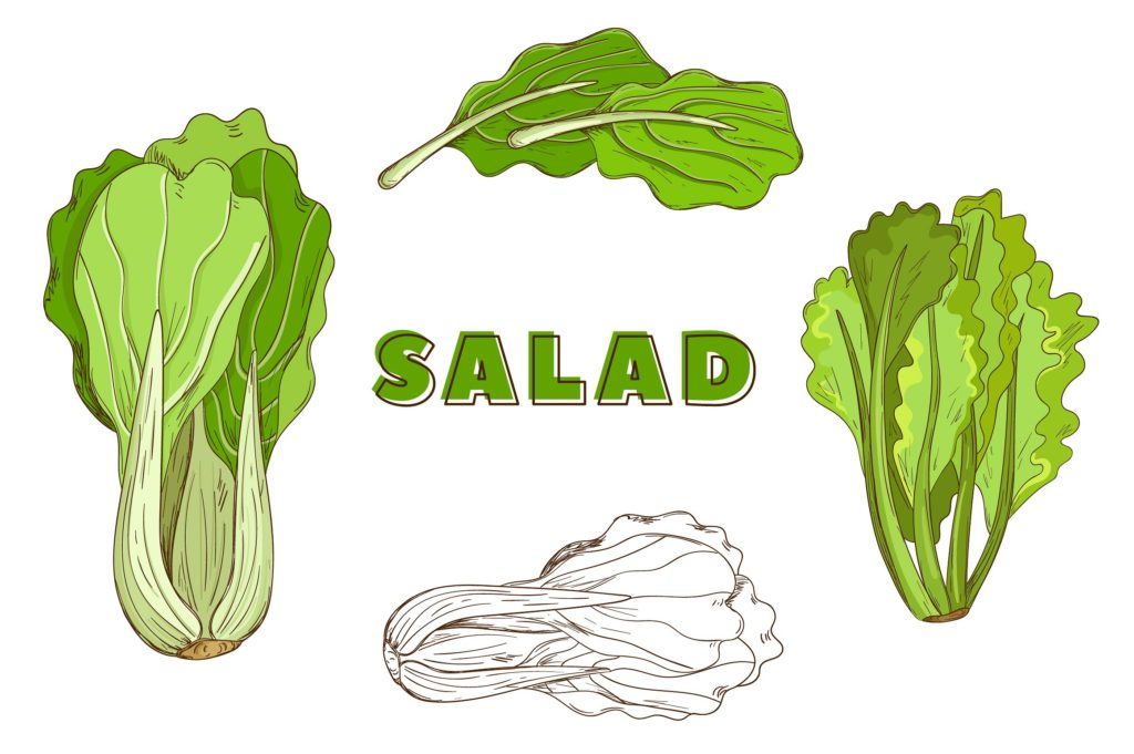 复古风格手绘矢量蔬菜素材打包下载[ai,psd,eps,png,jpg]插图(11)