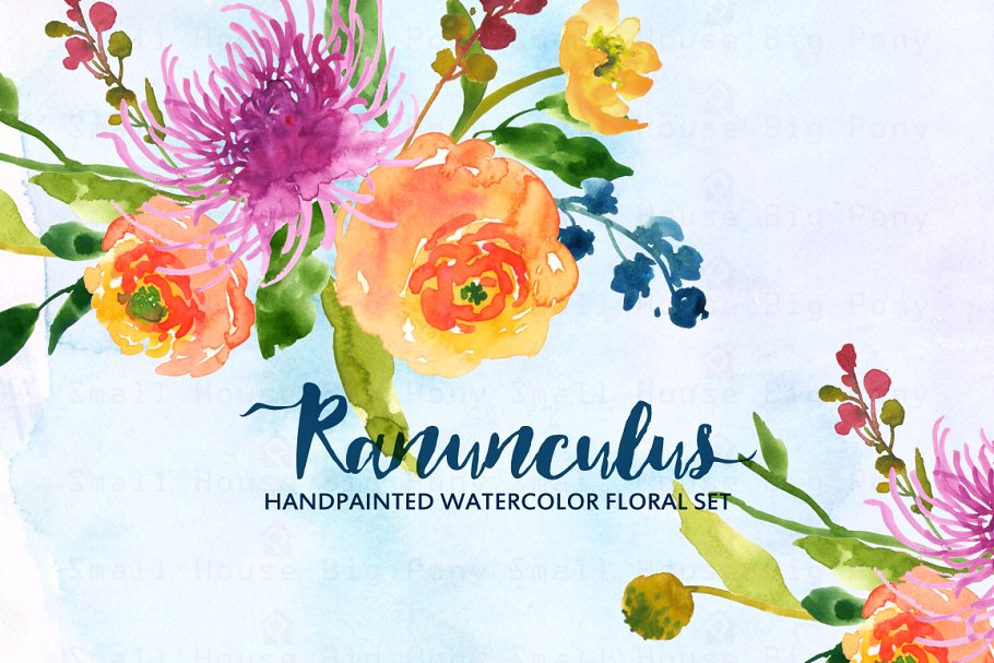 水彩手绘毛茛植物剪贴画 Ranunculus- Watercolor Clip Art插图(1)
