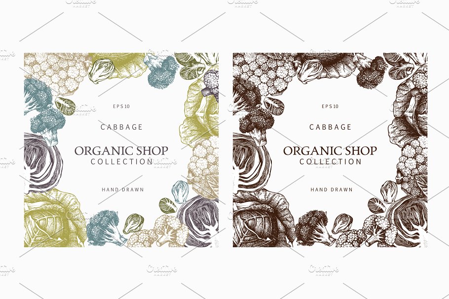 复古蔬菜卷心菜矢量插图合集 Vector Vegetables – Cabbage Set插图(3)