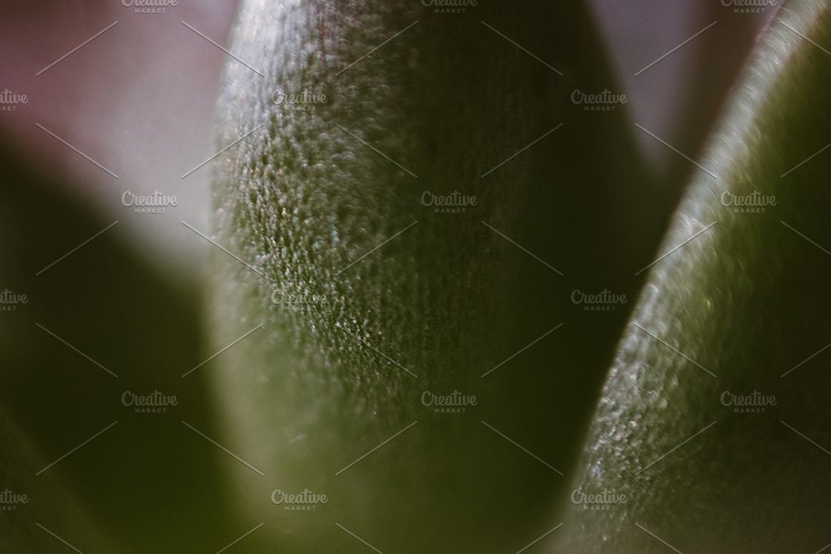 植物花卉特写镜头高清照片素材 Organic 2插图(9)