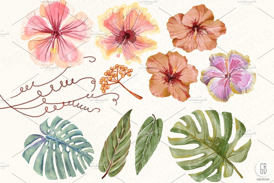 水彩芙蓉花花卉元素 Watercolor hibiscus flower monstera插图(2)