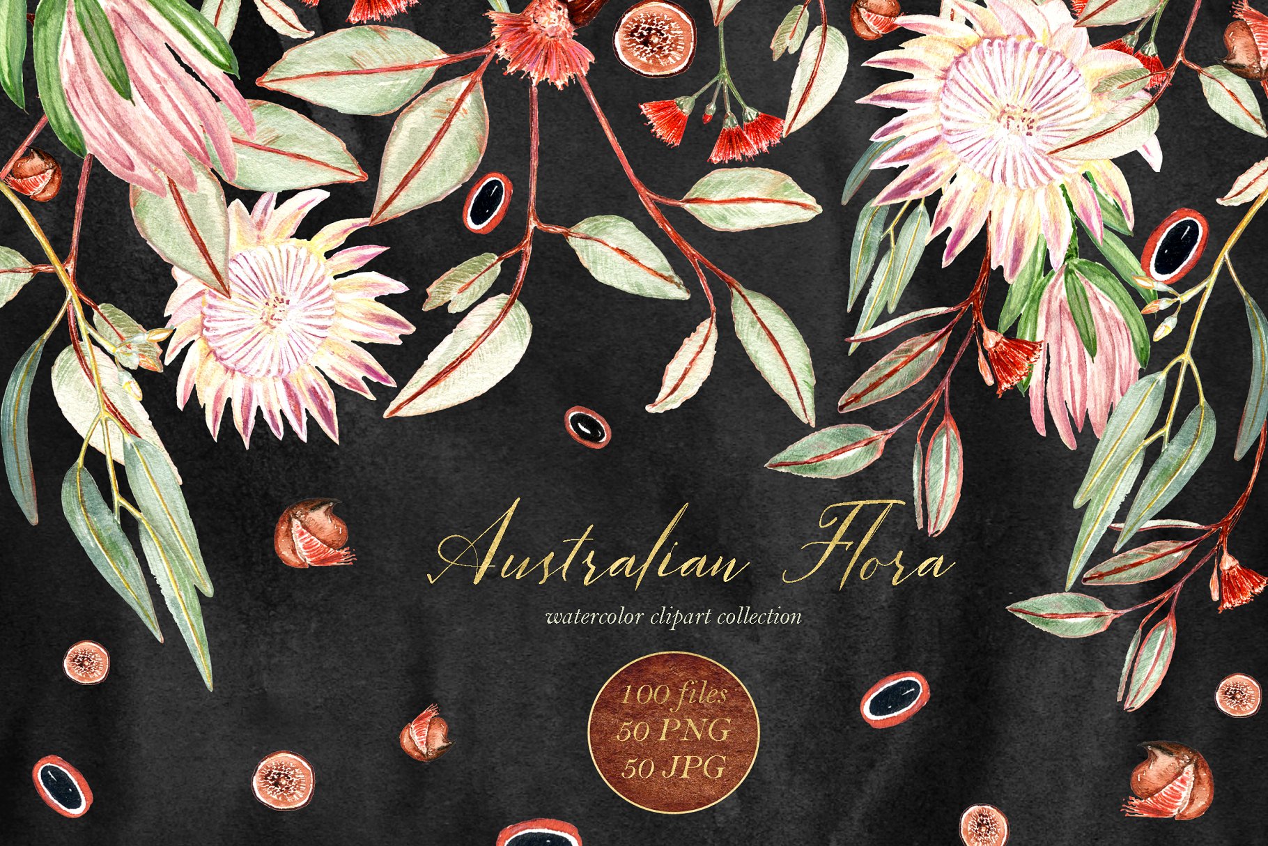 澳大利亚植物水彩剪贴画 Australian Flora Premium watercolor插图