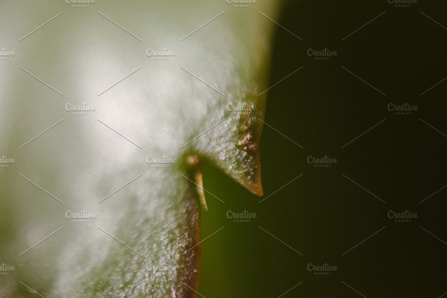 植物花卉特写镜头高清照片素材 Organic 2插图(11)