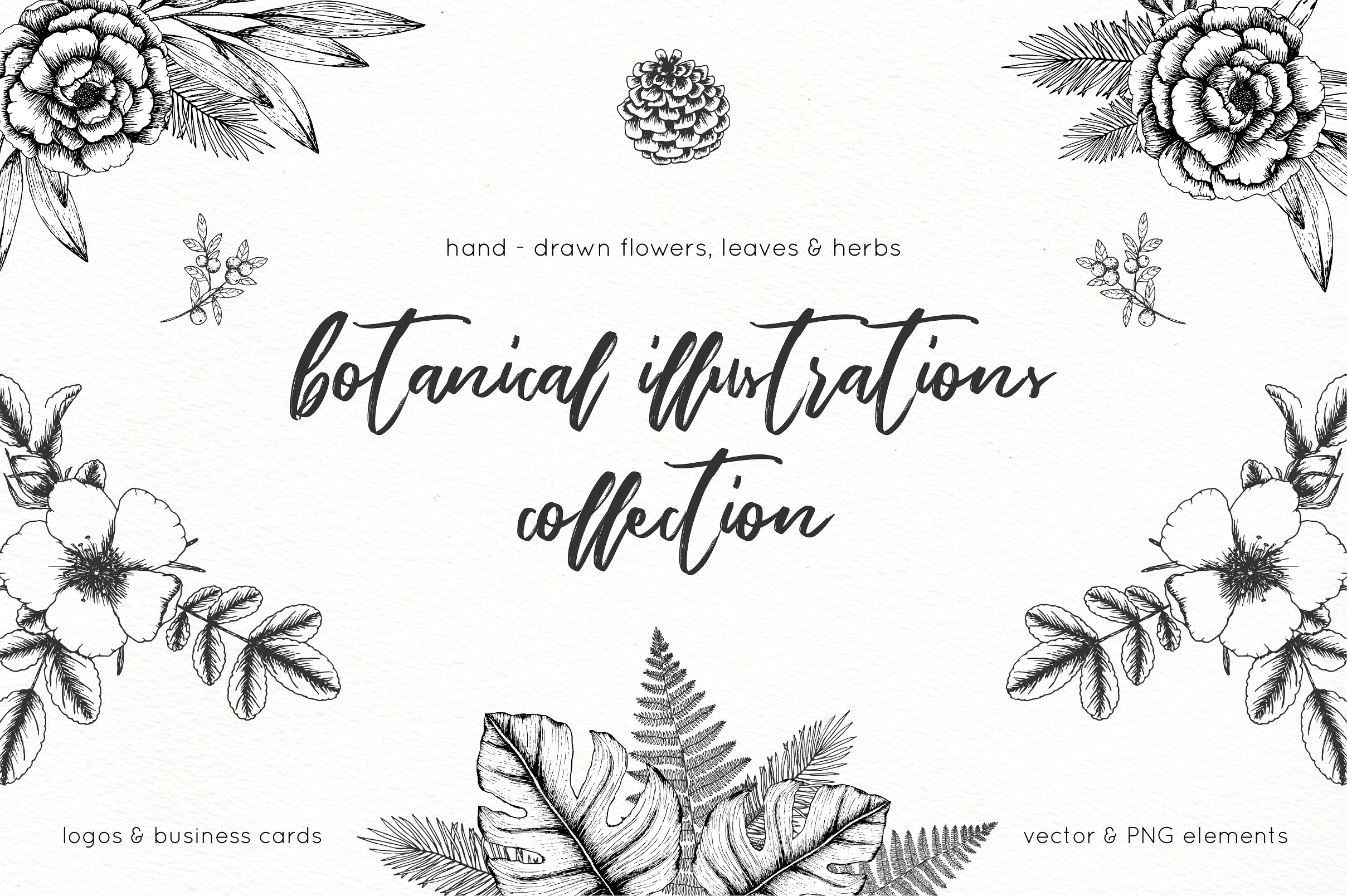 手绘植物矢量插图包插图