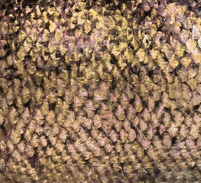 奢华玫瑰金和彩虹色图案纹理 Silent Waters Rose Gold & Iridescent插图(1)