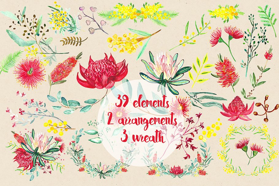 澳大利亚水彩花卉插画 Australian flowers watercolors插图(4)