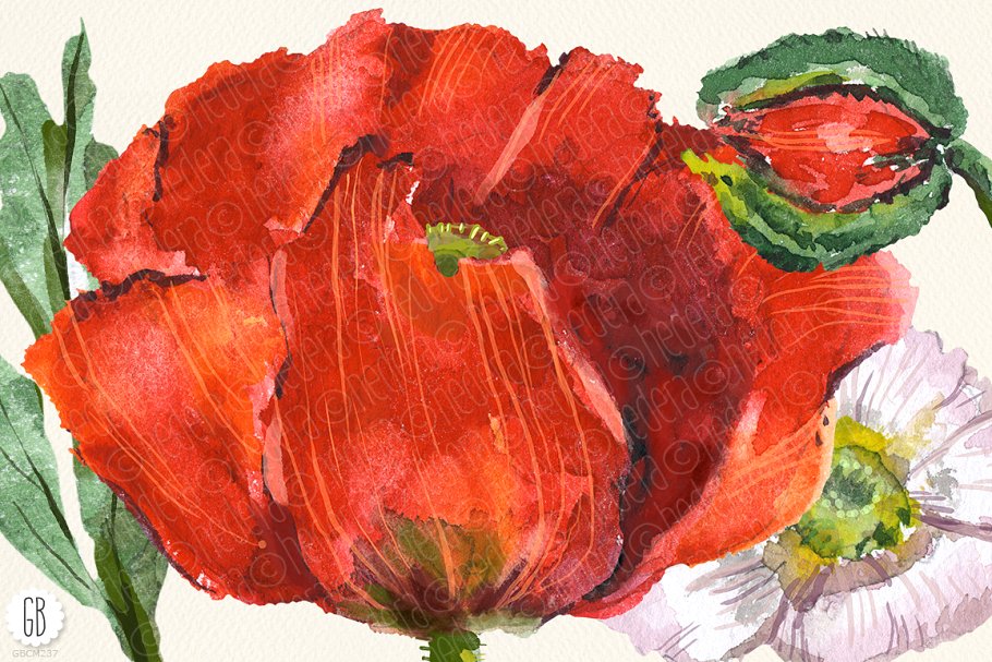 深红色罂粟花水彩剪贴画 Aquarelle watercolor red wild poppy插图(3)