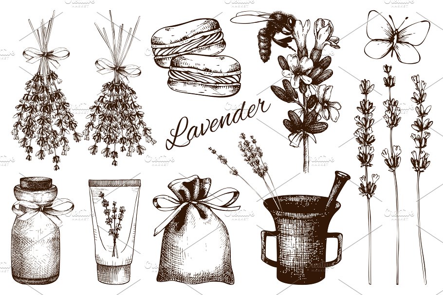 复古墨水手绘薰衣草矢量插图 Vector Lavender Designs Set插图(5)