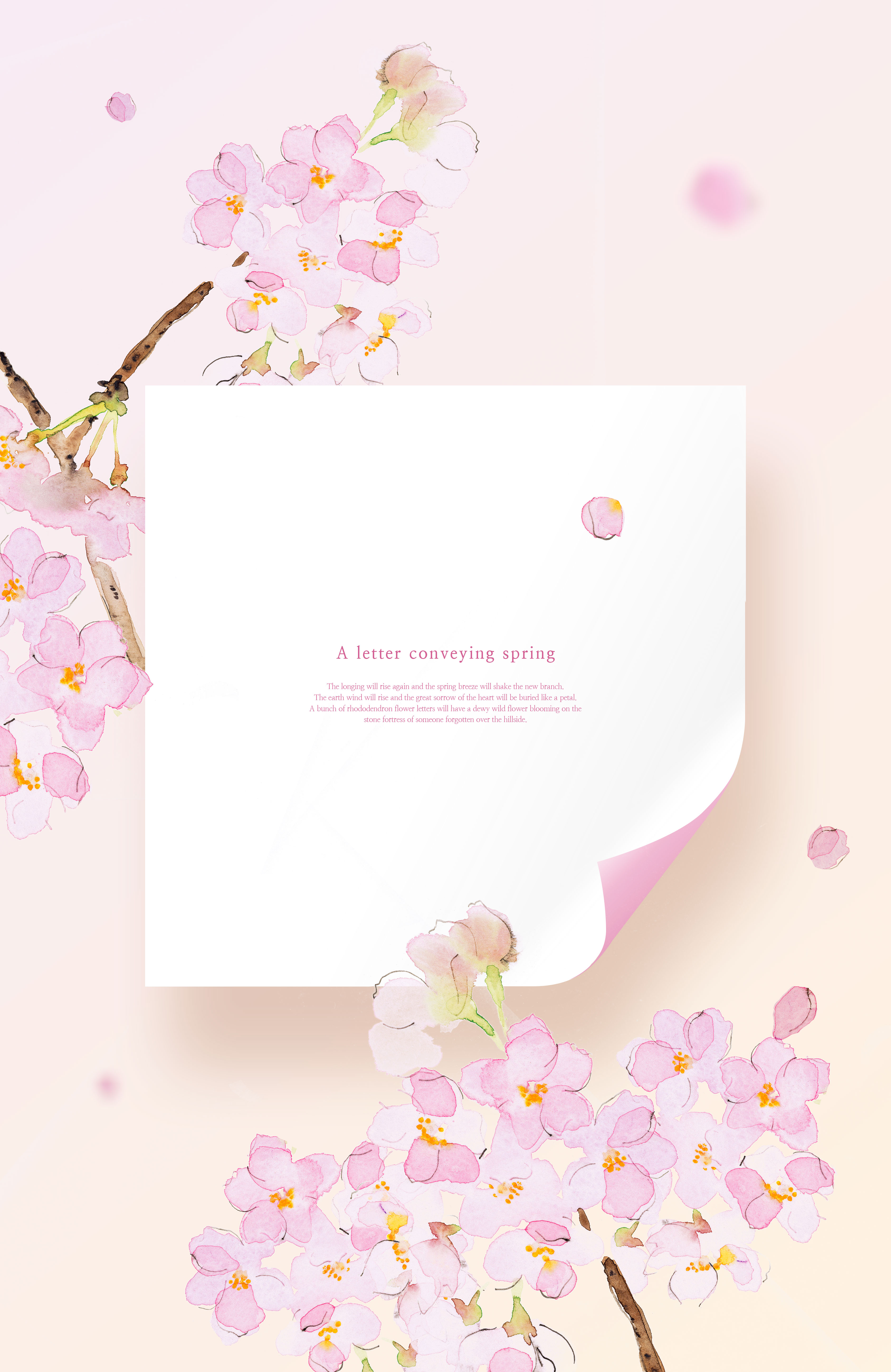 樱花-春天花卉主题海报/贺卡/信纸设计psd素材插图