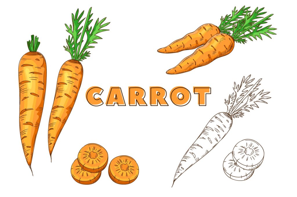 复古风格手绘矢量蔬菜素材打包下载[ai,psd,eps,png,jpg]插图(5)