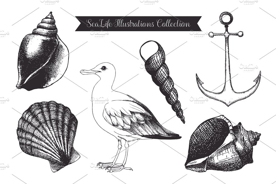 复古墨水手绘海洋生物插图 Vintage Sea Designs & Patterns插图