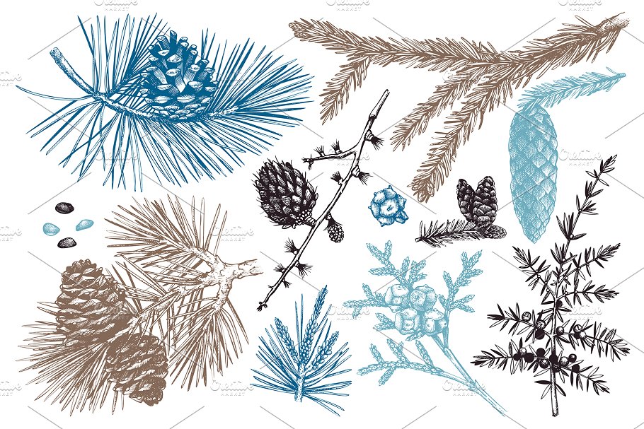 矢量针叶树图形素材集 Vector Conifer Trees Collection插图(1)