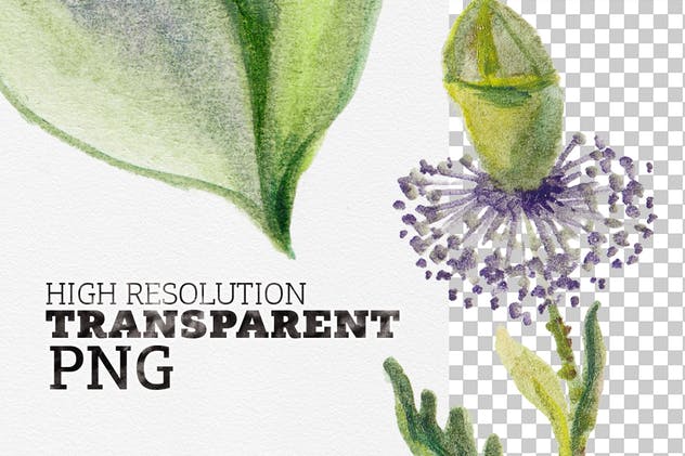 高品质花卉水彩DIY剪贴画合集 Watercolor DIY Pack插图(3)