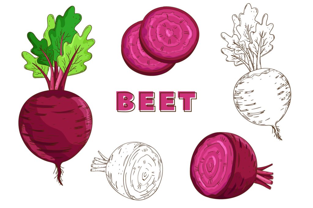 复古风格手绘矢量蔬菜素材打包下载[ai,psd,eps,png,jpg]插图(6)