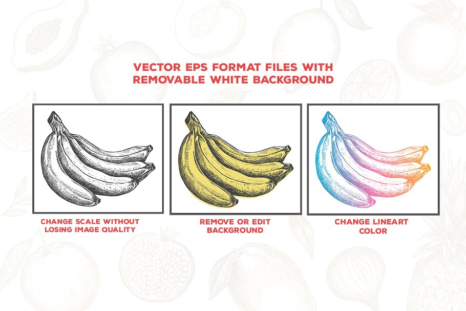 粗略风水果素描插图合集 Fruits Illustrations插图(2)