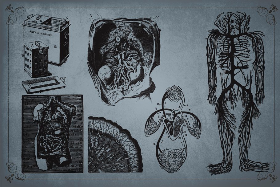 旧时代解剖医学插图素材 Medical Art | 110 EPS, PNG and JPG’s插图(11)