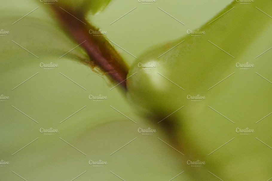 植物花卉特写镜头高清照片素材 Organic 2插图(7)