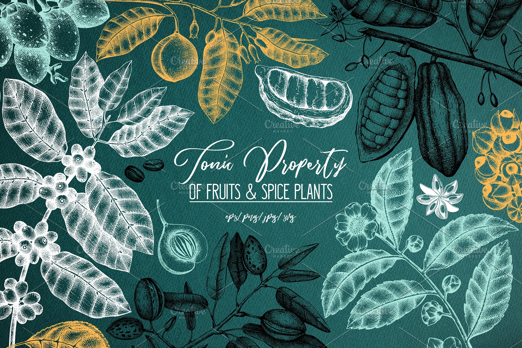 滋补辛辣植物素描矢量图形 Tonic & Spicy Plants Sketch Set插图